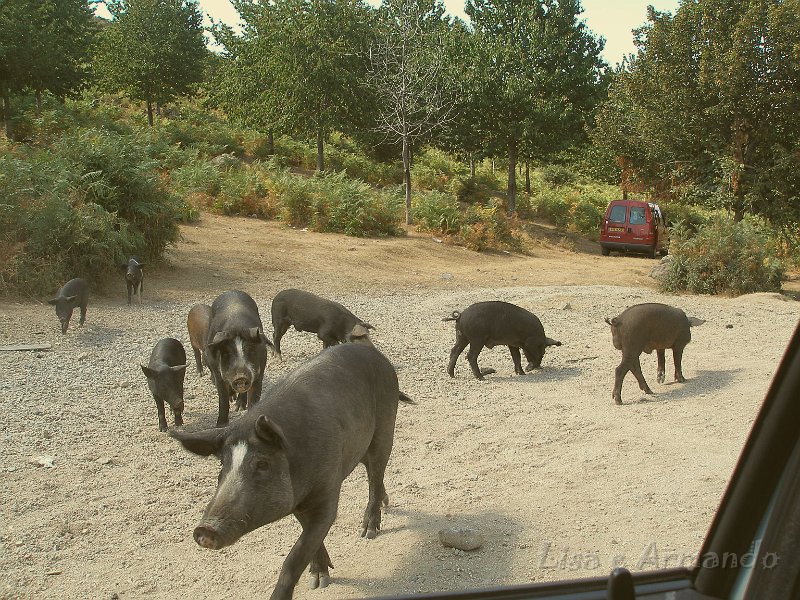 maiali in agguato.JPG